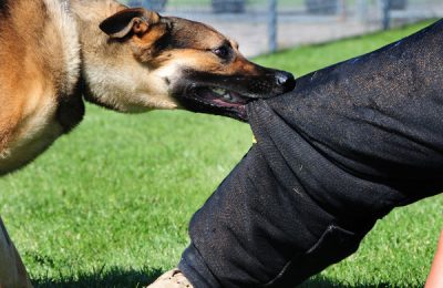 ELLSWORTH AIR FORCE BASE, S.D. -- Bak, 28th Security Forces Squadron military working dog, bites down on Staff Sgt. Kevin Nelson, 28 SFS K-9 unit trainer, during a training session, June 24.  Sergeant Nelson wears a Òbite suitÓ to protect his legs from serious injury during the training. (U.S. Air Force photo/Airman 1st Class Anthony Sanchelli)