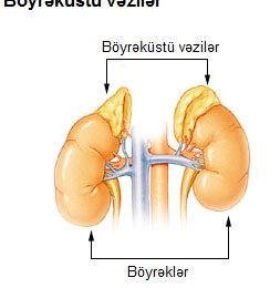 boyrekustu vezler