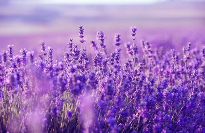 lavanda