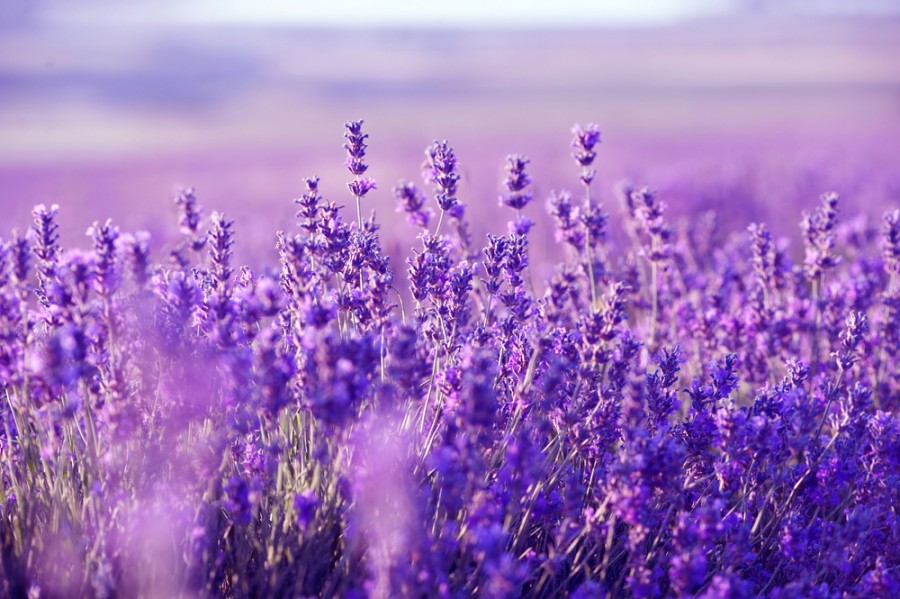 lavanda