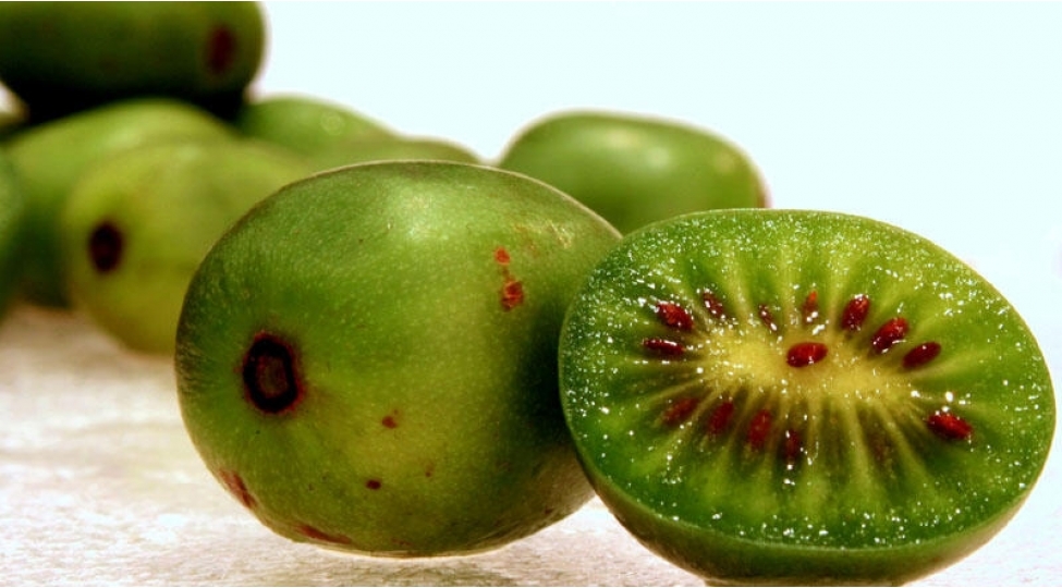 aktinidia arquta