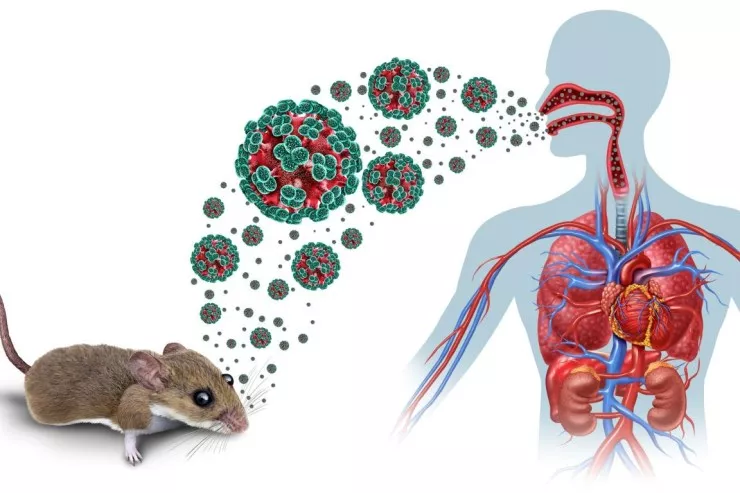 hantavirus